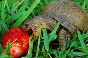 That strawberry is bigger than his head!