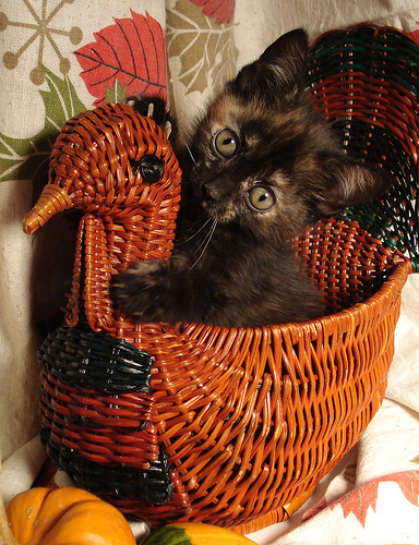 thanksgiving kitten